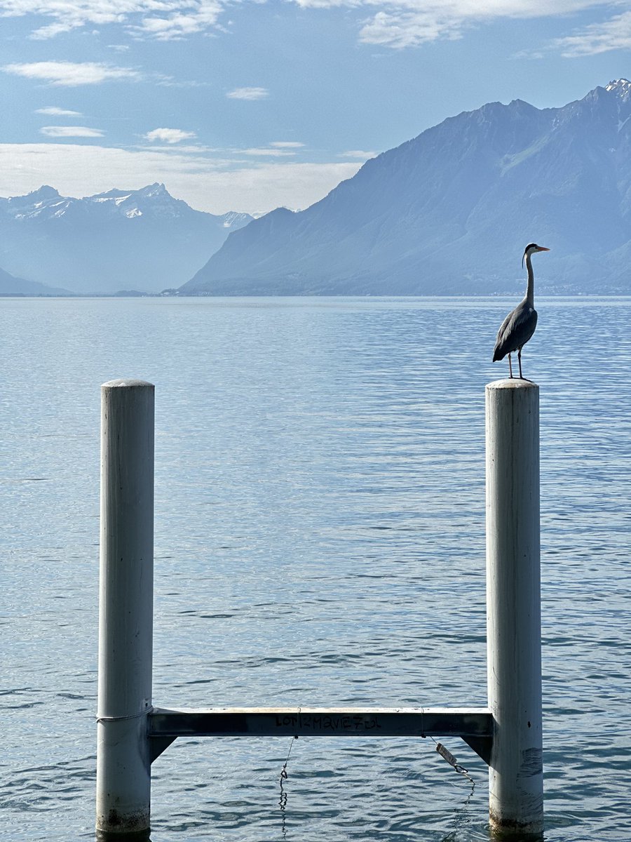 SwissD1VER's tweet image. Sunshine is back

Overheard a passing tourist remark “Oh my god, this is one of the most beautiful places I’ve ever seen”

There’s a reason it is World Heritage-listed

#Cully #Lavaux #Switzerland #SwissD1VER 🇨🇭🤿
