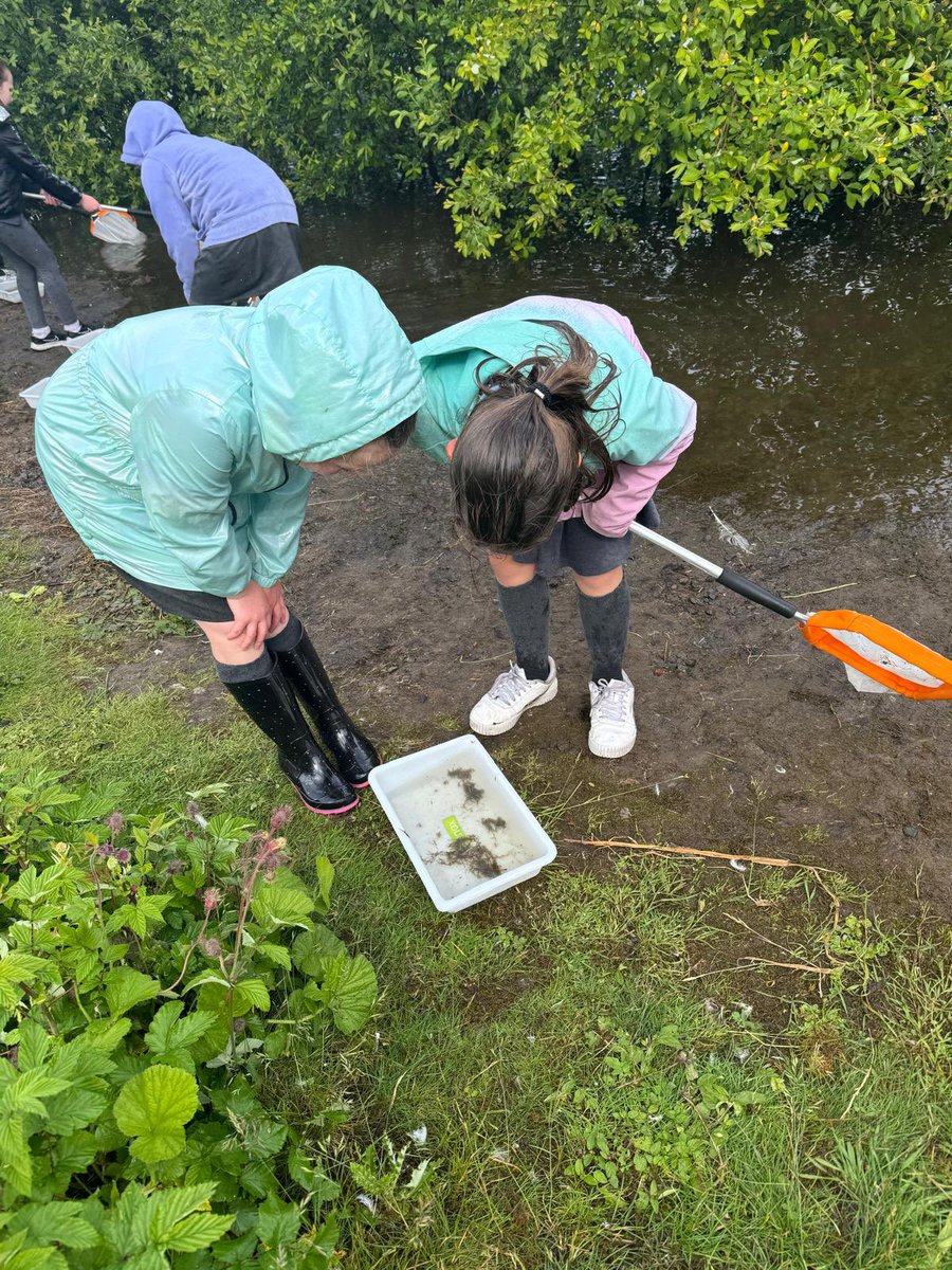 St Brigid's Primary, Toryglen (@stbrigidsps) on Twitter photo P4 this morning had a great time learning about pond life <a href="/MallsMire/">Malls Mire Community Woodland</a> with the Amphibian and Reptile Conservation Trust. P4 this morning had a great time learning about pond life <a href="/MallsMire/">Malls Mire Community Woodland</a> with the Amphibian and Reptile Conservation Trust.