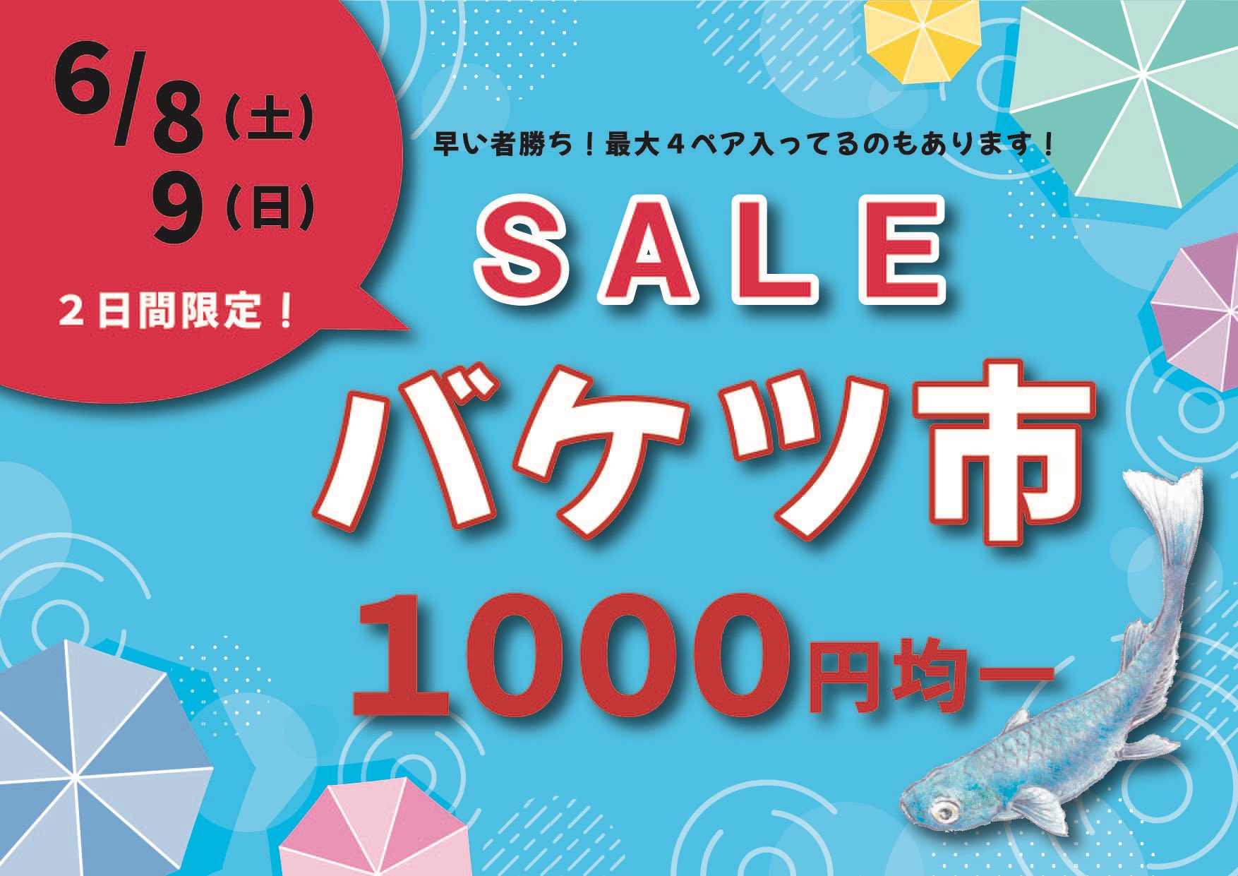 めだか 販売 早い者勝ち