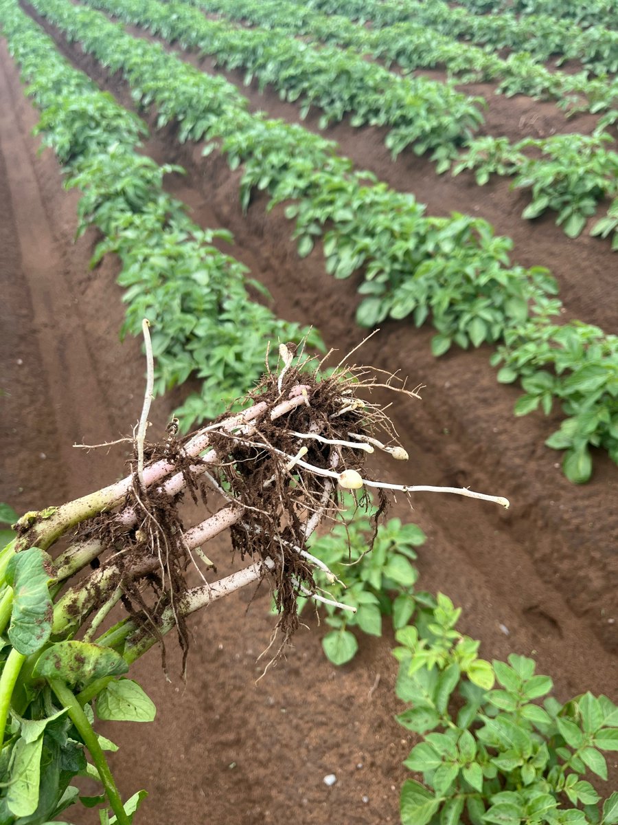 NutriAg's tweet photo. 🥔Field ready for @NutriAnalytics tissue sampling in Annapolis Valley, NS! Growing superior potatoes with our in-furrow program of ZincMax, CalciMax & M-BOS. This will be followed by MagMax and ManZinPhosMax to help with early row closure. #NutriAg #NutriAnalytics https://t.co/I3TnxidGdt