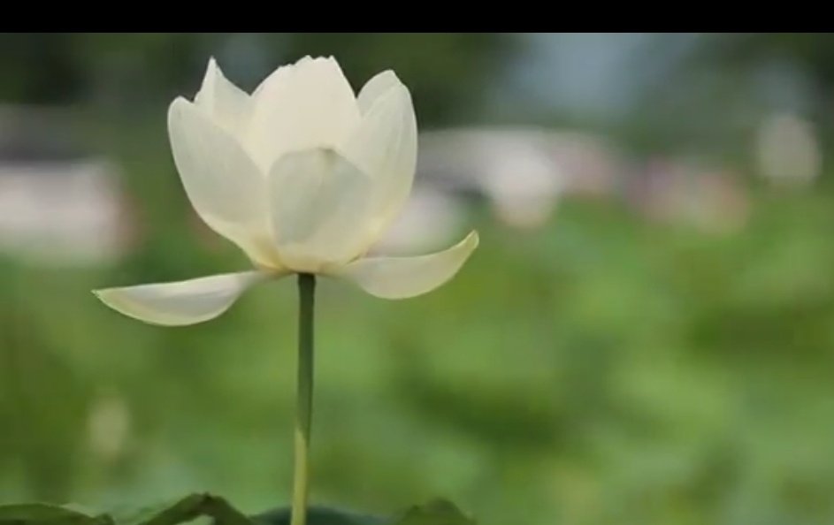 En este #DíaMundialDelMedioAmbiente, desde el <a href="/citmacuba/">Ministerio de Ciencia, Tecnología y Medio Ambiente</a>, ratificamos el compromiso de continuar desarrollando acciones para cuidar la naturaleza, proteger los recursos naturales, evitar la contaminación ambiental, el cambio climático y la pérdida de la diversidad biológica.