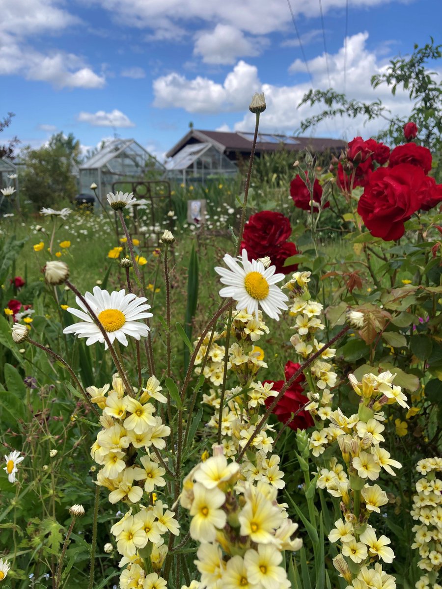 Lindengate tweet media