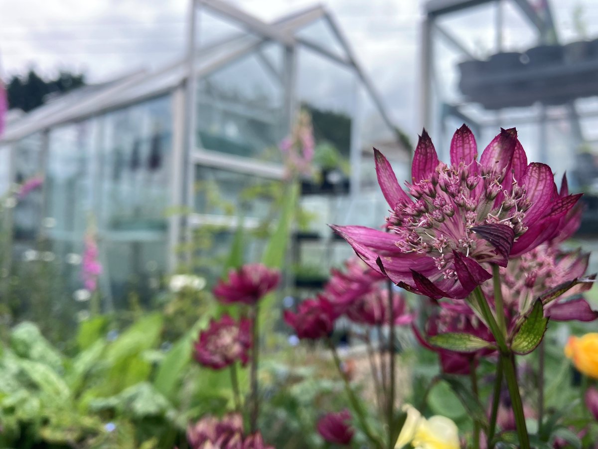 Lindengate tweet media