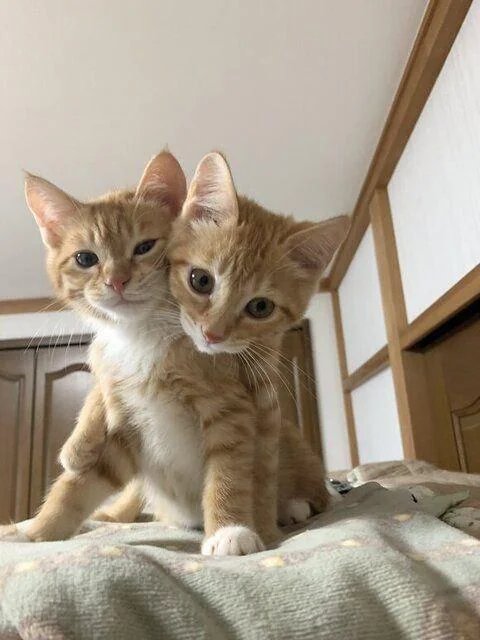 cute sisters