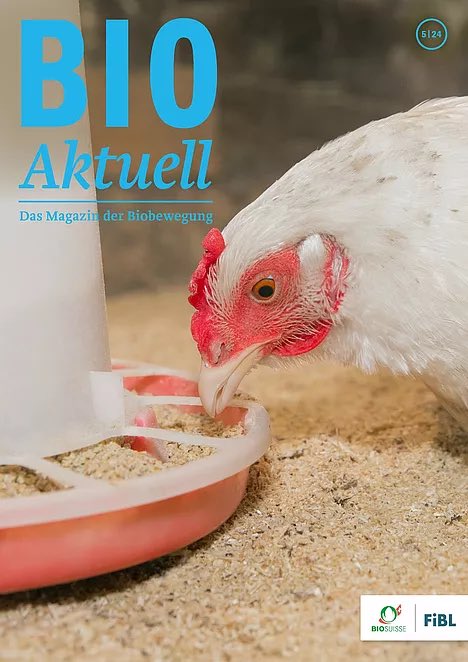 BioaktuellCH's tweet photo. Die neuste Ausgabe von Bioaktuell ist druckfrisch auf den Küchentischen bei den Biobauernfamilien eingetroffen. Das Aufmacherthema in der Ausgabe 5/24: Welches Futter passt zu welcher Art von Hühnerhaltung? Viel Vergnügen bei der Lektüre!🐣🐔

https://t.co/rcxiwikkhW https://t.co/iiOmSY68yb