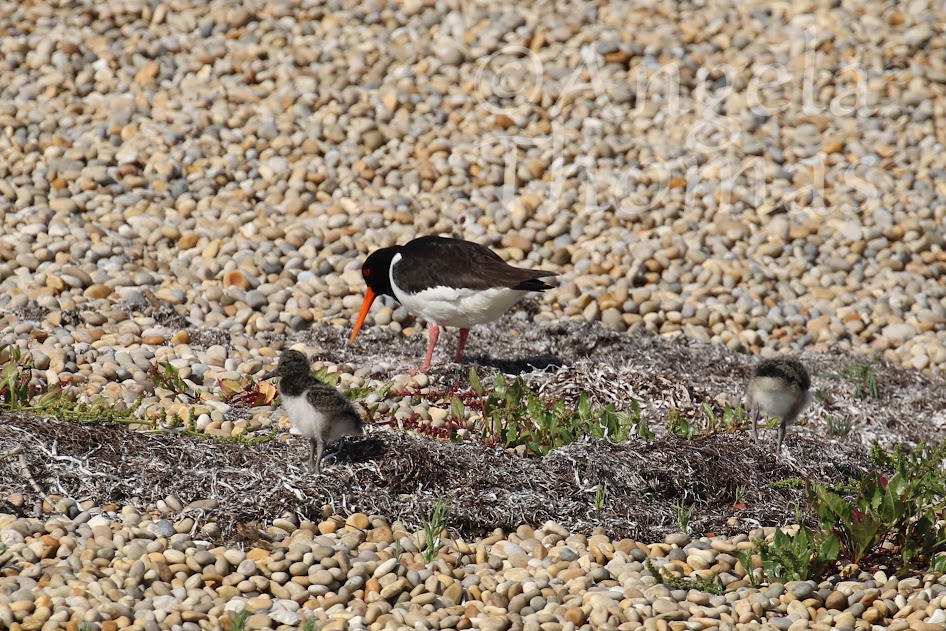Chesil Little Tern Recovery Project tweet media
