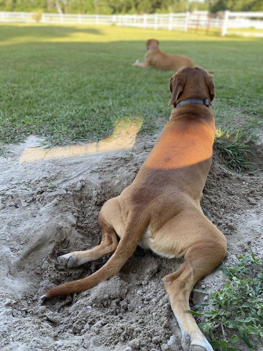 Catturd ™ tweet media