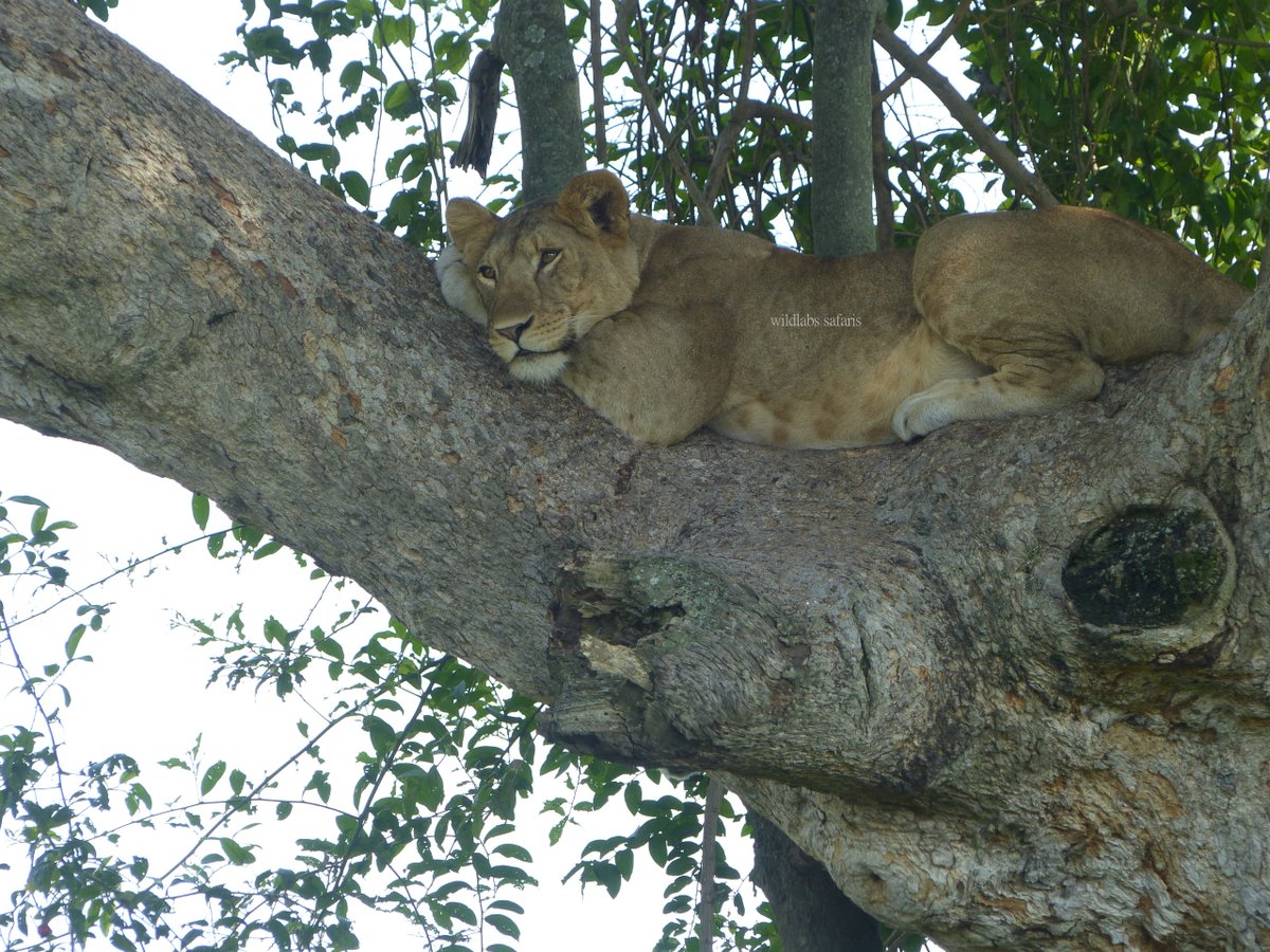Wildlabs Safaris tweet media