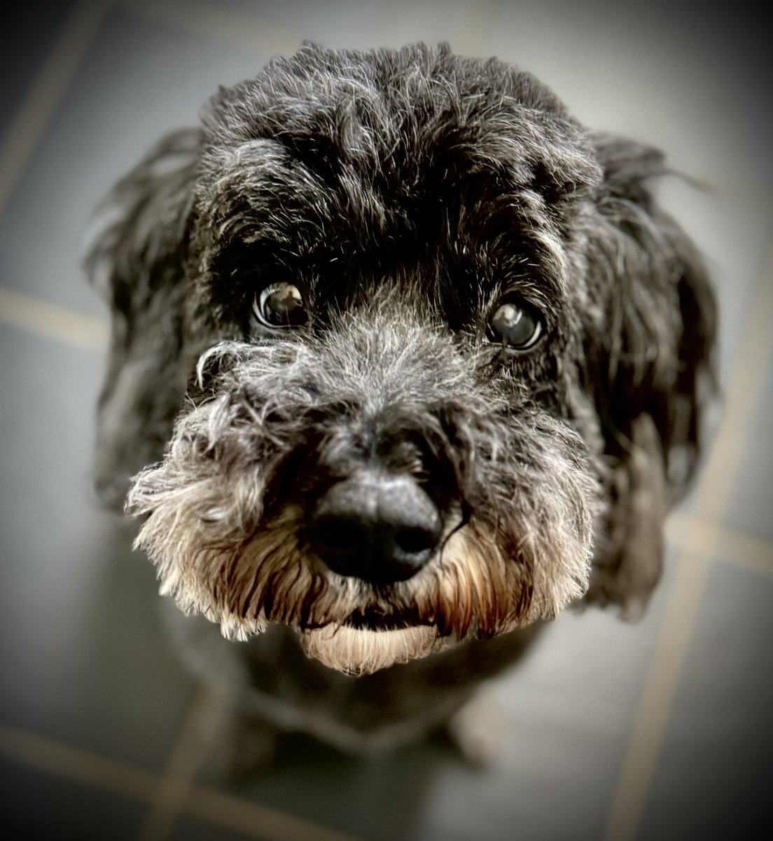 djwskyblu's tweet photo. So, am I getting that calamari treat or what? 🩵🐾🐾🩵😍👅😘
Of course you are beautiful girl #MCFCCockapoo Mollie Zaba 🩵 https://t.co/2jBl0reoQS