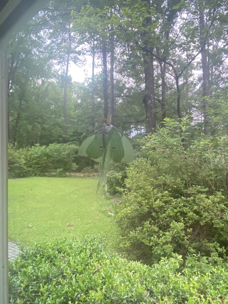 It’s pretty cool living in a forest