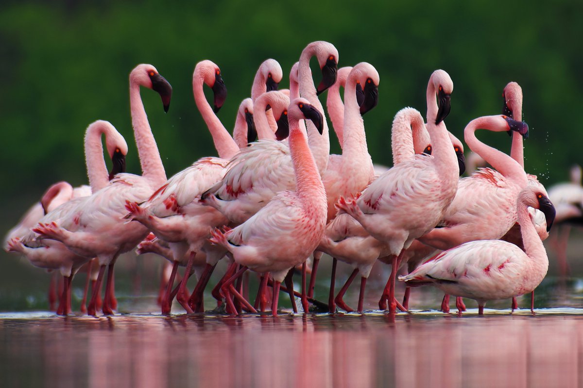 ShivaJmc12's tweet photo. @kirola_hemant The #lesserflamingos courtship dance! ๐ฆฉ๐ฆฉ๐ฆฉ https://t.co/c8aPX109sd