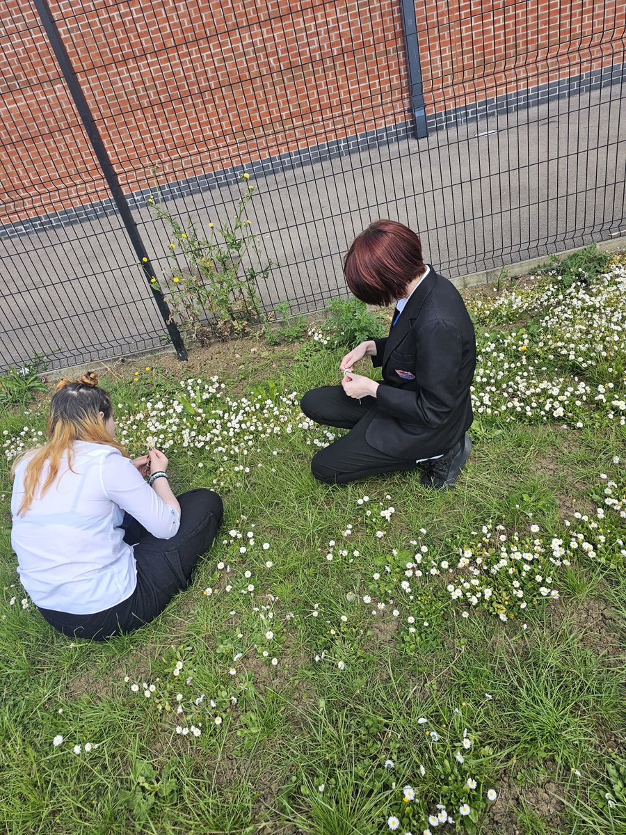 WhitmoreHighSchoolALN (@whitmorealn) on Twitter photo Making the most of the warm dry weather with some outside wellbeing today wen some of our students chose to make daisy chains.
<a href="/WhitmoreHigh/">Whitmore High School</a> @WHSdog Making the most of the warm dry weather with some outside wellbeing today wen some of our students chose to make daisy chains.
<a href="/WhitmoreHigh/">Whitmore High School</a> @WHSdog