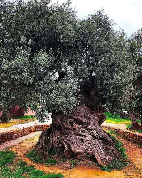 This olive tree in Crete, Greece, is 3,500 years old.🌷