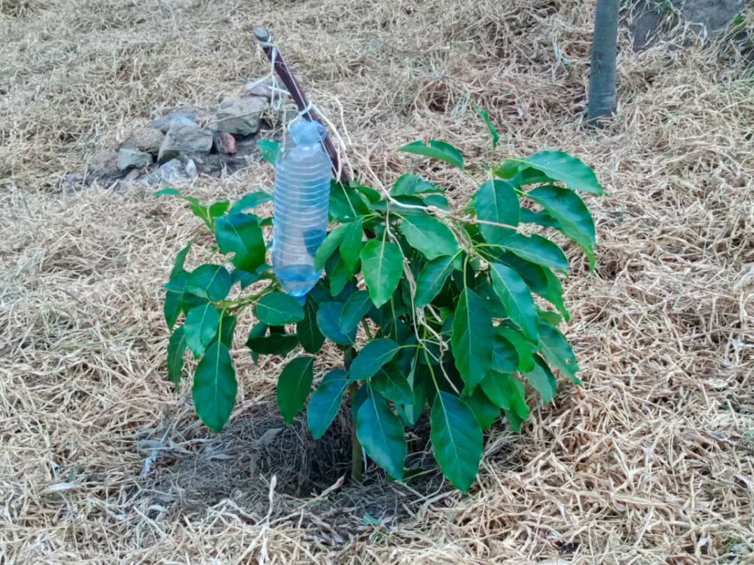 WogemU's tweet photo. As we celebrate #WED we embrace and recognize the efforts women put in combating climate change impacts through #LandRestation and #BuildingdroughtResiliencestrategies through planting #Fruittrees.#BS60 #COP29 #ClimateEmergyency https://t.co/hG4J3J8l1Q