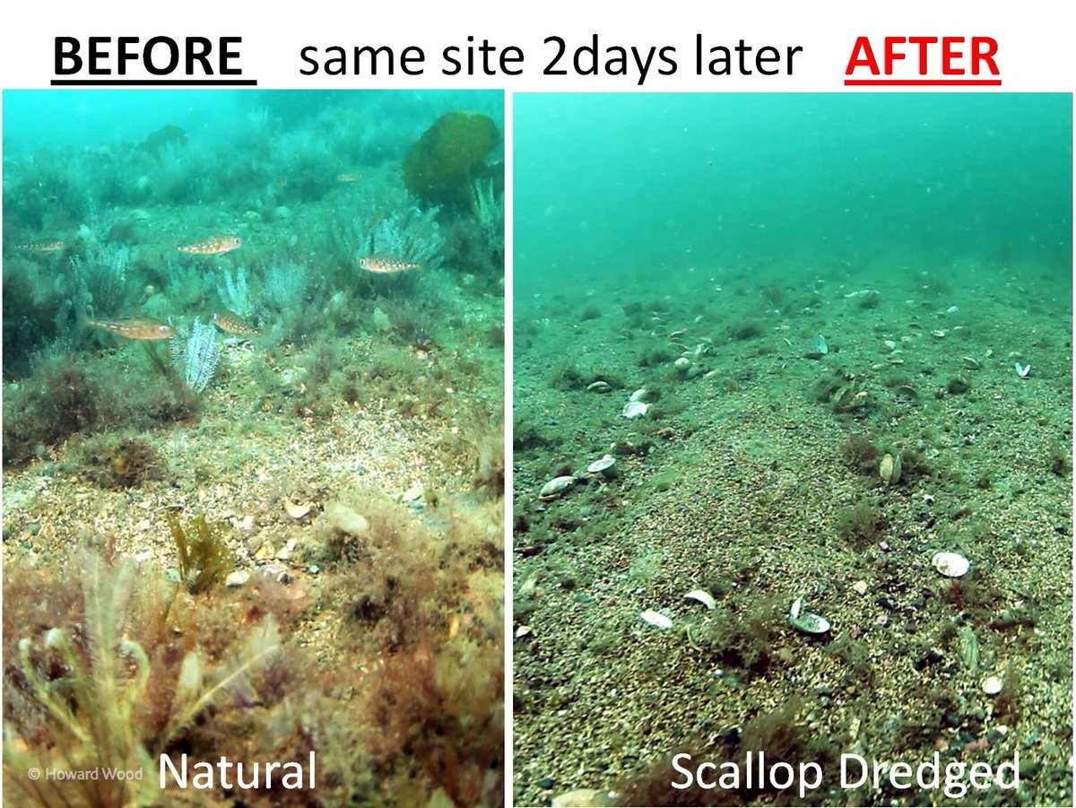 🧵6/8 Marine environments differ vastly from land-based ecosystems, meaning there aren’t many direct comparisons that reflect the severity &amp; extent of trawling’s impacts

But if you want a parallel, bottom trawling is closer to tearing up nature reserves than ploughing fields 👇