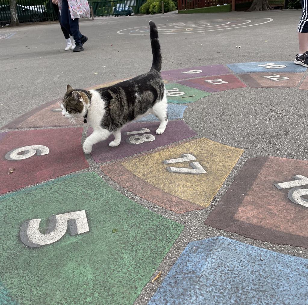 I’m on playground duty. It’s not just about supervision, it’s about interacting with the little people, joining in with their games &amp; being a listening ear.
Oh &amp; first aid, if anyone trips over I just tell them to put a wet paper towel on it. 
#catsoftwitter #cats #Hedgewatch