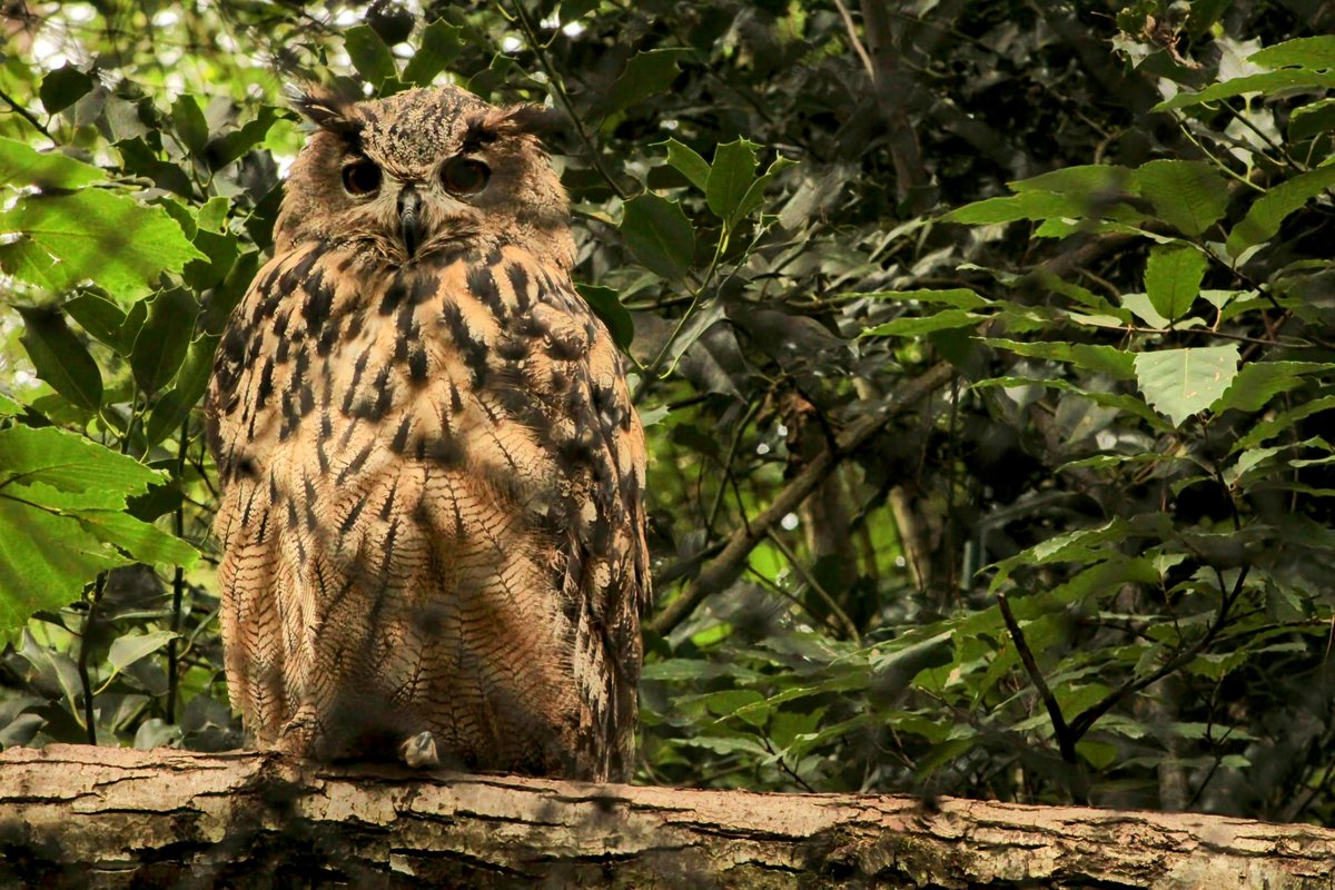 AuCoeurAnimaux's tweet photo. Grand-duc d'Europe : un géant majestueux. Il est l'un des plus grands hiboux au monde, avec une envergure pouvant atteindre jusqu'à 1.80 mètre. Il possède également des plumes dressées au dessus de son visage appelées aigrettes. https://t.co/fLELbfWYfO