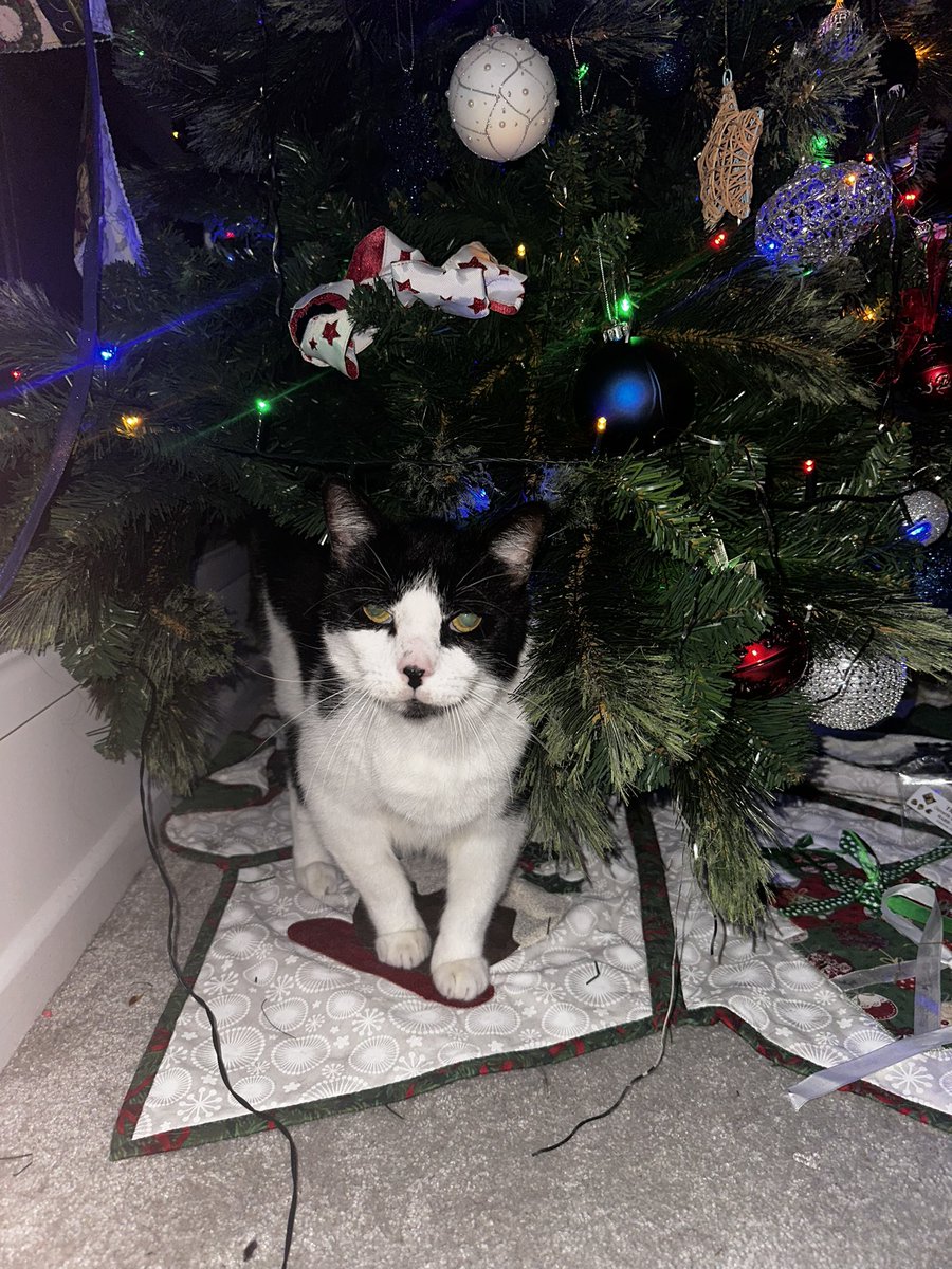 F12023_'s tweet photo. @McLarenShadow @LucasBlakeley01 This is my cat Saxon, he’s a menace. 😂 https://t.co/AGMwSCVOVy