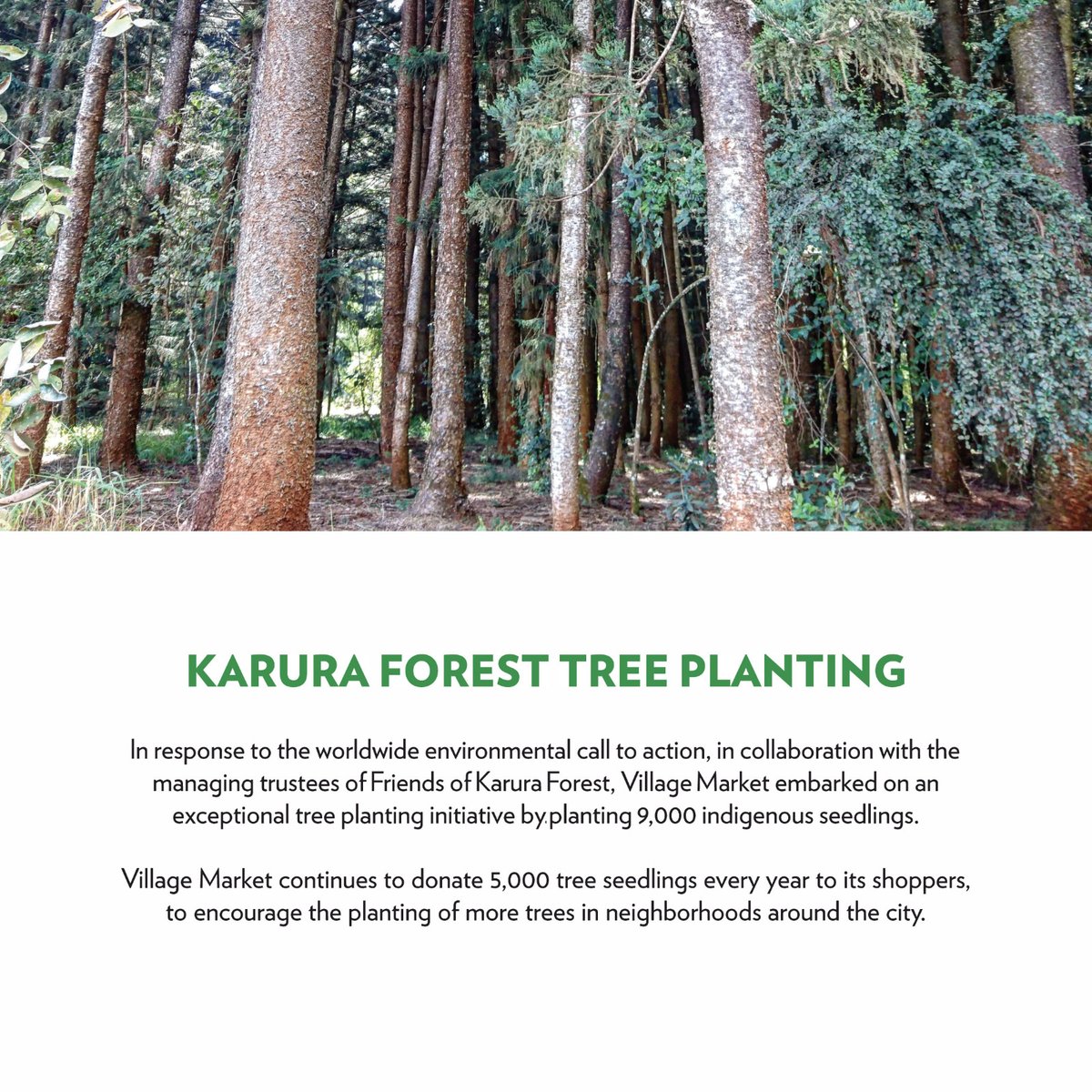 BiometricKe's tweet photo. In response to the global environmental call to action, Village Market, with Friends of Karura Forest, planted 9,000 indigenous trees. Annually, 5,000 seedlings are donated to shoppers to green Nairobi neighborhoods.
#VMWorldEnvironmentDay
Green Village
#GenerationRestoration https://t.co/KrbpbdDDFc