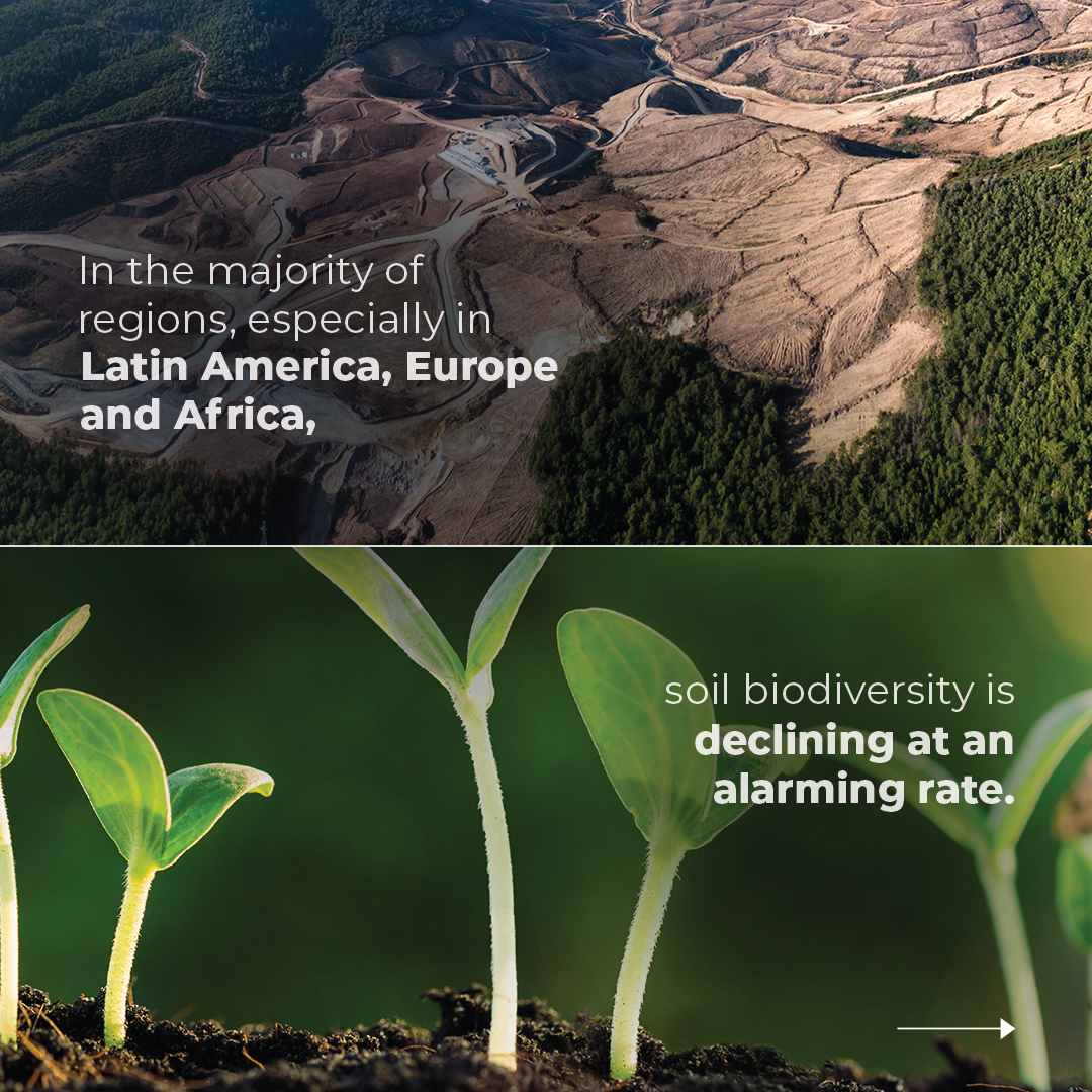 UNEP's tweet photo. Why is it critically important to protect lands and soil?

Here is why soil is essential for all life on Earth and get more #GenerationRestoration facts on #WorldEnvironmentDay.

https://t.co/f5wL0DBYDf