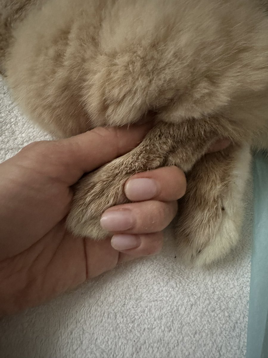 makkynyon's tweet photo. 6/5 11：30 眠るように旅立っていきました。
11年2か月飼い主に沢山の愛を注いでくれたキムさんに本当に感謝しています♡

パクさんが心配だけど、キムさんの分も沢山大切にしていきます！

今日21:30に火葬する予定です。
お月様に辿り着けるように、そっと見守っていただけたら幸いです。 https://t.co/uQvcyMtrM0