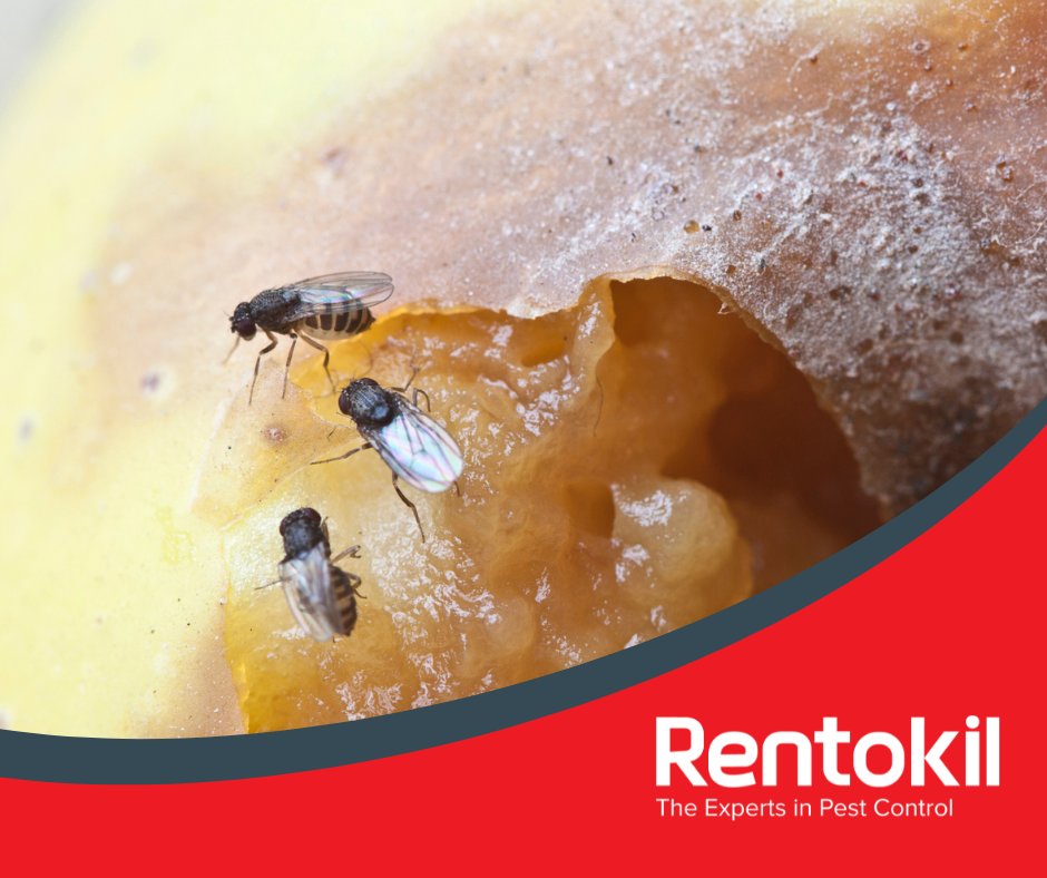 A fruit fly has two antennae coated with tiny sensitive hairs that helps it locate ripe fruits, vegetables, and rotting organic matter to lay their eggs in from over a kilometer (0.6214 miles) away.

Visit our website for further information on flies: rentokil.co.uk/flies/?utm_sou…