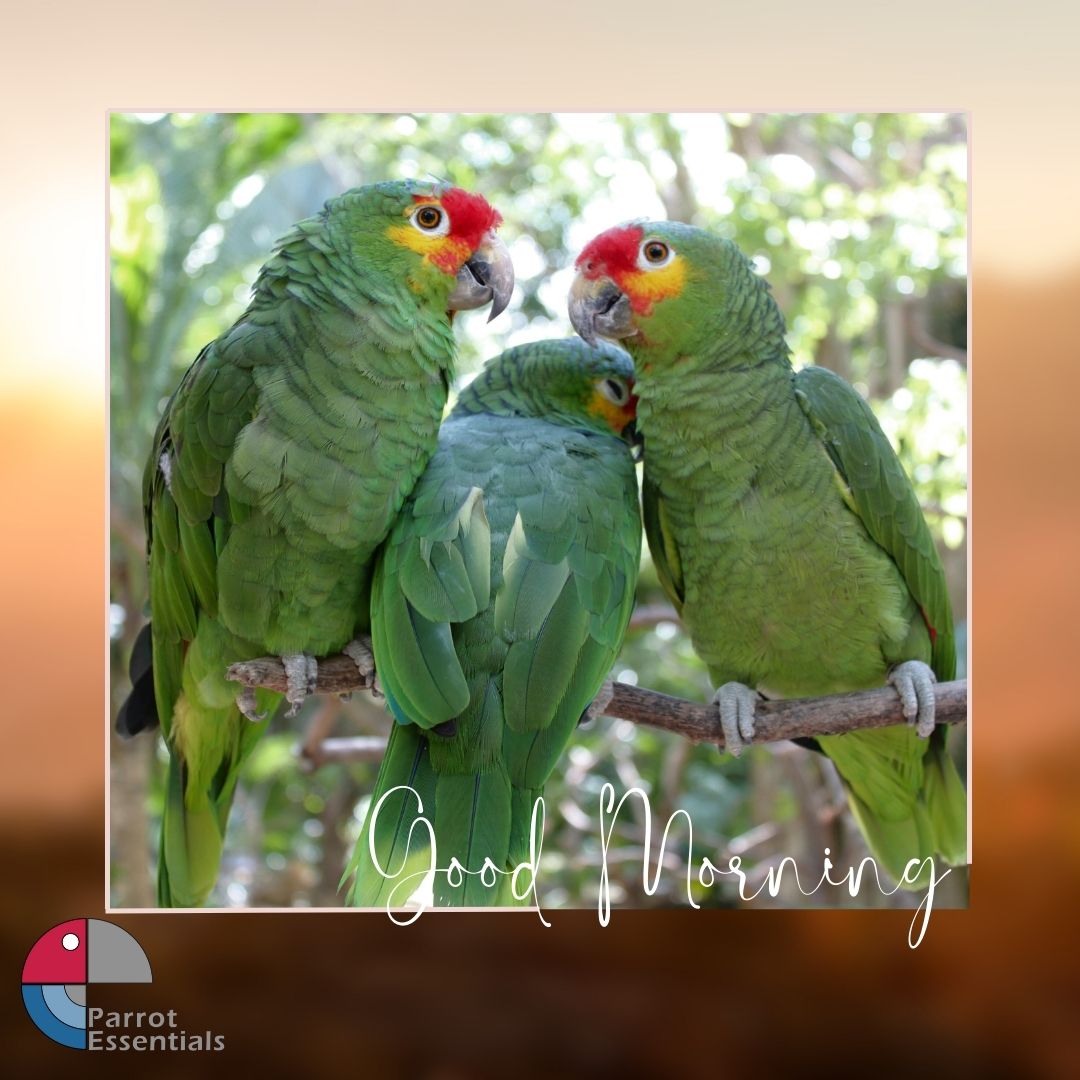 ParrotEssential's tweet photo. Starting the day with some colorful company! Good morning to all! 🌸🦜

#parrotessentials #parrots #petparrot #parrotlife #parrotlove #petbird #parrotprofile #GoodMorning https://t.co/L3OWC9C5NV