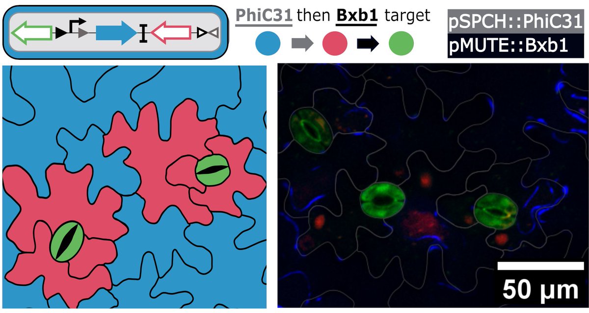 Excited to share our manuscript on using integrases to record the order of gene expression at a single cell resolution in plants. biorxiv.org/content/10.110…
Glad that this idea reached realisation thanks to Cassandra Maranas, talented PhD student, first author of this manuscript!