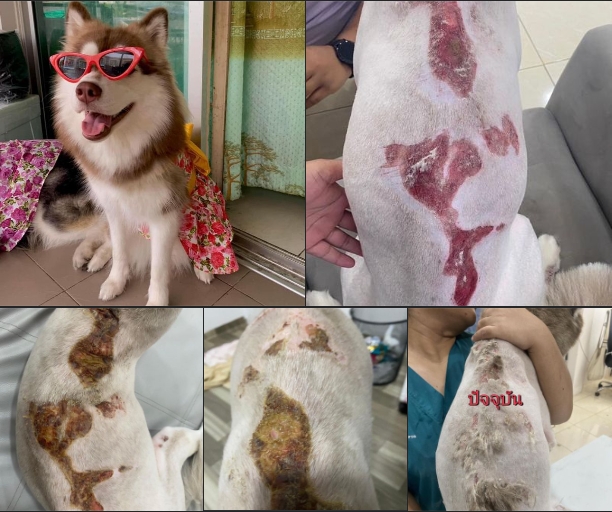 สรุป 
- เพจอีซ้อขยี้ข่าวลงคลิป ภาพหมาพันธุ์ไซบีเรียน น้องไม่รู้อะไรถูกล่ามกับที่ใส่ทิชชูในห้องน้ำ นั่งรอแบบเงียบๆ สักพักมีเสียงจากคนถ่ายคลิปถือกล่องใส "อันนี้...ใช่ไหมที่ขโมยกิน" จากนั้นเอาน้ำรอดราดลงบนหลังน้อง สักพักน้องก็ร้องโหยหวนด้วยความเจ็บปวดรวดร้าวเหมือนจะขาดใจตายตรงนั้น