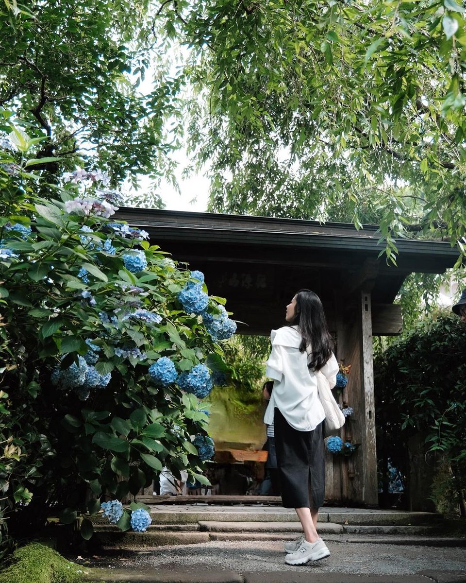 FSTokyo's tweet image. In June's rainy embrace, hydrangeas blossom, adorning the city with vivid splashes of blue and purple.  Meigetsuin Temple in Kamakura, known locally as Ajisaidera or "Hydrangea Temple," is a must-visit in early June.

Photo by @iamamm25 bit.ly/4c3B6Ig

#FSTokyo