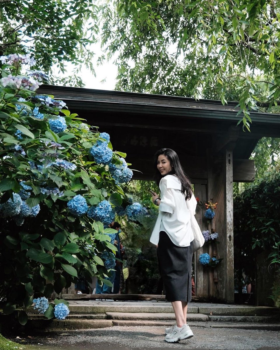FSTokyo's tweet image. In June's rainy embrace, hydrangeas blossom, adorning the city with vivid splashes of blue and purple.  Meigetsuin Temple in Kamakura, known locally as Ajisaidera or "Hydrangea Temple," is a must-visit in early June.

Photo by @iamamm25 bit.ly/4c3B6Ig

#FSTokyo