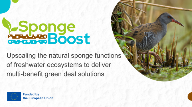 🌍Happy #WorldEnvironmentDay! 🌿 Enhancing wetlands & soils to boost water retention will help drought resilience in Europe. @spongeboost_eu #HorizonEU #MissionOcean enhaces the use of sponges to develop effective solutions 🌊 Learn more 👉 spongeboost.eu #Climate #EU