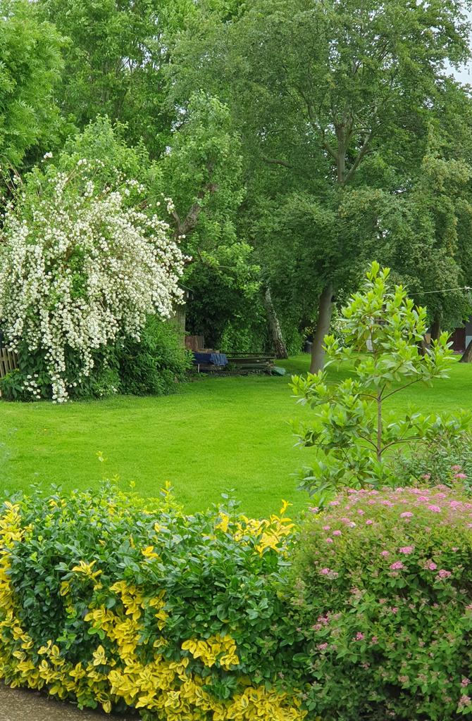 PaulineAnnP's tweet image. Picture doesn&apos;t do the mock orange in the garden justice. #gardeners #gardenersworld #gardensoftwitter #lovewhereIlive
