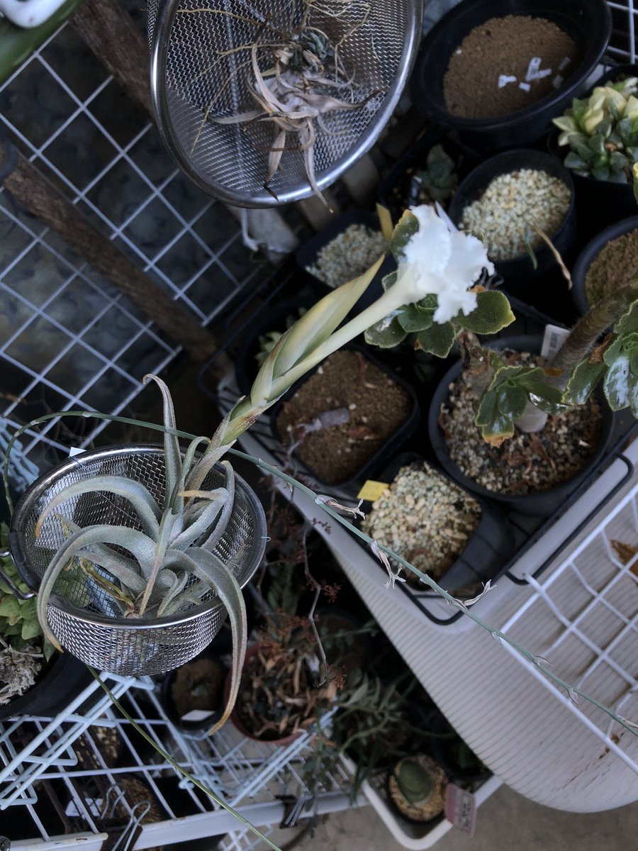 ym10kw's tweet photo. 1枚目今日
2枚目昨日
今日の方が花が開いてヒラヒラフリル
#Tillandsia
#xiphioides
「あの夏へ」の衣装みたい
#あの夏へ https://t.co/s3JW5LVtbp