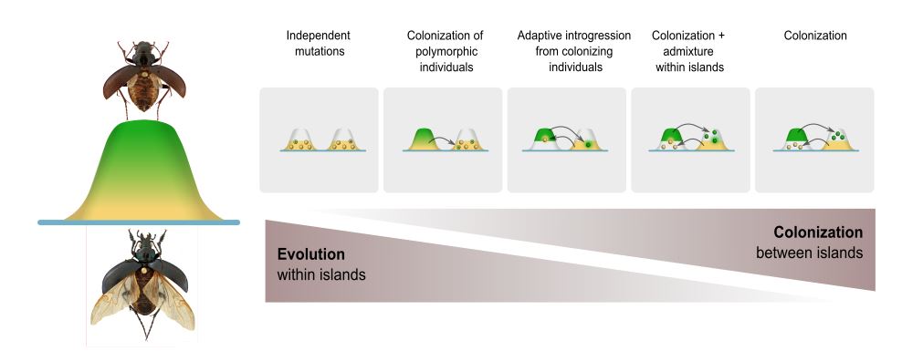 Frederik Hendrickx (@fhendrickx2) on Twitter photo How a complex interplay between parallel evolution within islands and ecotype colonization between islands leads to the repeated occurrence of similar ecotypes on islands. (science.org/doi/10.1126/sc…) How a complex interplay between parallel evolution within islands and ecotype colonization between islands leads to the repeated occurrence of similar ecotypes on islands. (science.org/doi/10.1126/sc…)