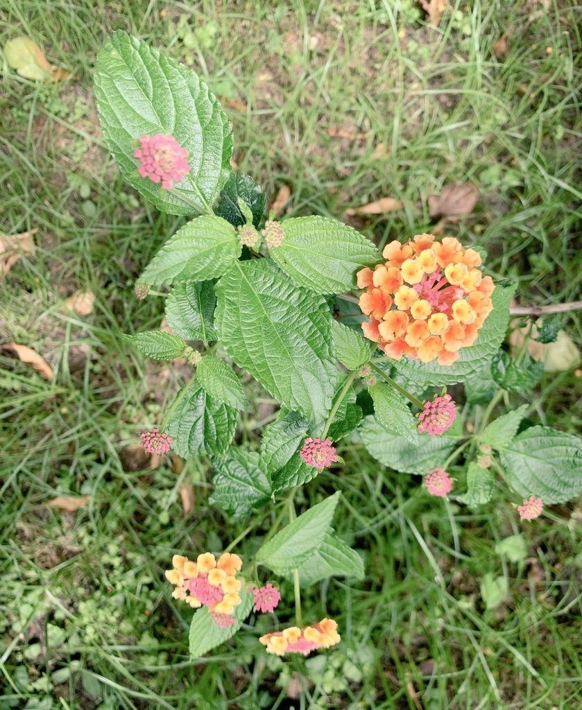 bcm_girolamini's tweet photo. Sempre nel Chiostro degli #Aranci dei #Girolamini i profumi dei frutti si mescolano con quelli delle varie specie floreali, tra cui spiccano #rose, #lantane #bocchedileone e #glicine oltre alle odorosissime #zagare🌷
#MuseumWeek2024
#BiodiversitàMW
#GiornataMondialedellAmbiente https://t.co/4SQ0JoDacs