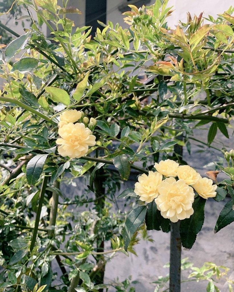 bcm_girolamini's tweet photo. Sempre nel Chiostro degli #Aranci dei #Girolamini i profumi dei frutti si mescolano con quelli delle varie specie floreali, tra cui spiccano #rose, #lantane #bocchedileone e #glicine oltre alle odorosissime #zagare🌷
#MuseumWeek2024
#BiodiversitàMW
#GiornataMondialedellAmbiente https://t.co/4SQ0JoDacs