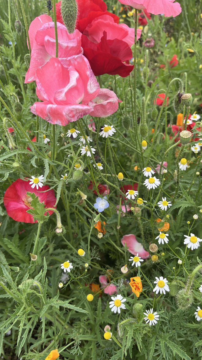 フリマ行って映画見た日