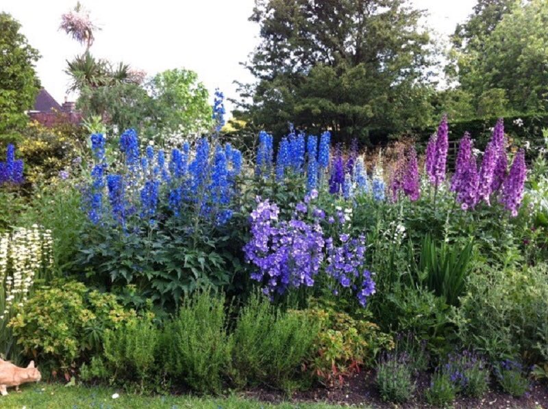 The two magnificent gardens at 103 &amp; 105 Dulwich Village, SE21 7BJ are open this Sunday 9th June, 2-5pm for <a href="/NGSOpenGardens/">National Garden Scheme</a> and Link Age Southwark. Regional finalist for The Nation’s Favourite Garden 2023. Teas, renowned plant sales and wind quartet.