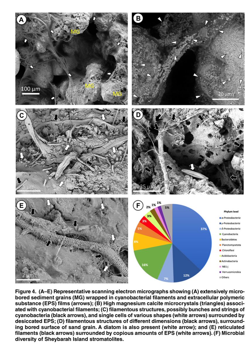 🔥 هــام .. 🔆

🔥دراسة جديدة تؤكد أن الحياة على الأرض نشأت في المملكة قبل 3.48 مليار سنة ..🇸🇦🔥

يمثل أول اكتشاف من نوعه في المنطقة

اكتشف علماء ستروماتوليتات حية في جزيرة شيبارة في البحر الأحمر التابعة لمنطقة تبوك شمالي غرب المملكة العربية السعودية ، مما يمثل أول اكتشاف