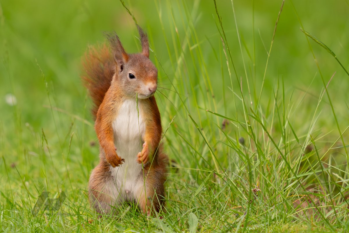 Sefton Coast Red Squirrels tweet media
