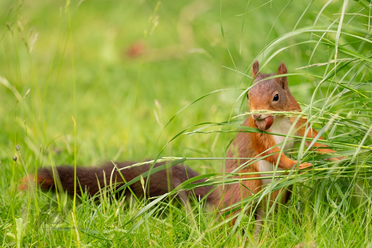 Sefton Coast Red Squirrels tweet media