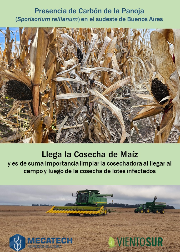 Cosecha de maíz 🌽: es de suma importancia planificar y limpiar las cosechadoras ante la presencia de Carbón de la Panoja (Sporisorium reilianum).
Acá les acercamos algunas recomendaciones de la mano de <a href="/mecatech_ag/">MecaTech Agroconsultora</a> <a href="/MUnmdp/">Mecanización Agrícola FCA Balcarce-UNMdP</a> 
Accede al archivo 👇
vientosursrl.com.ar/cosecha-de-mai…