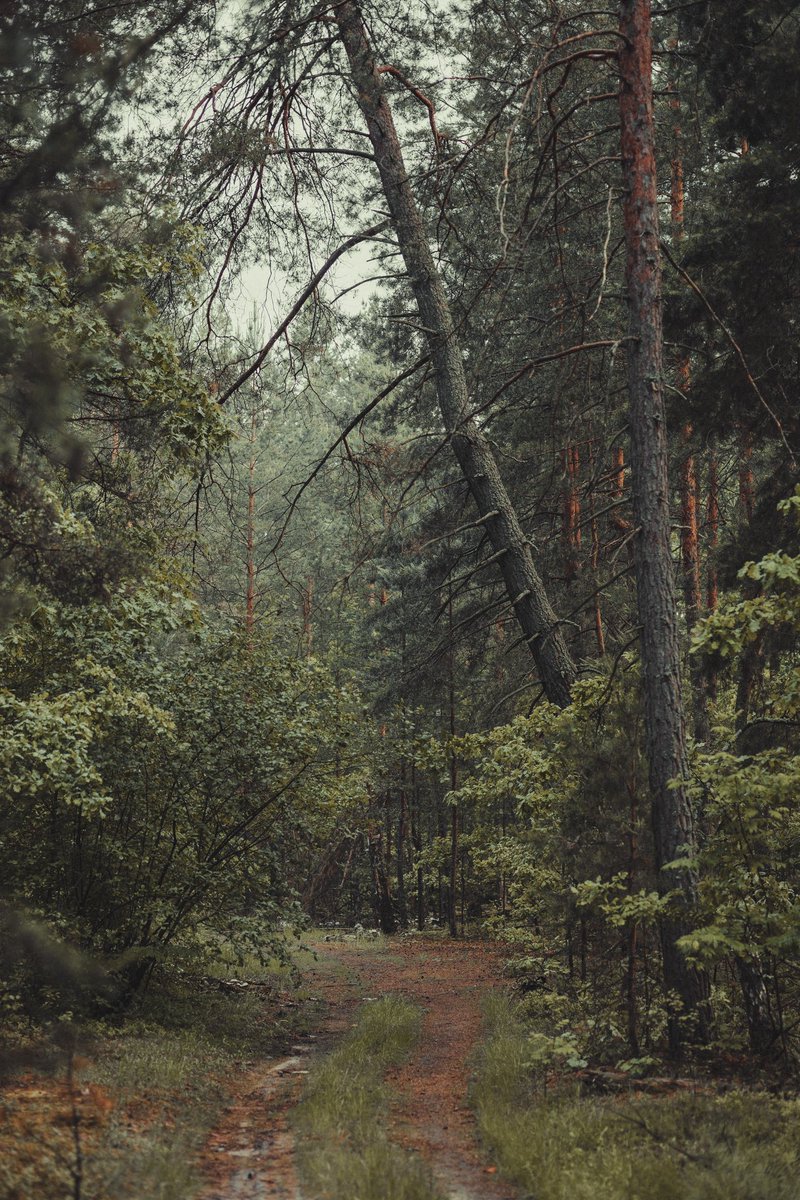 deadslowright's tweet photo. rainy days 🌧️🌿🌲

#photography 
#outdoors 
#forest https://t.co/56r45bm6do