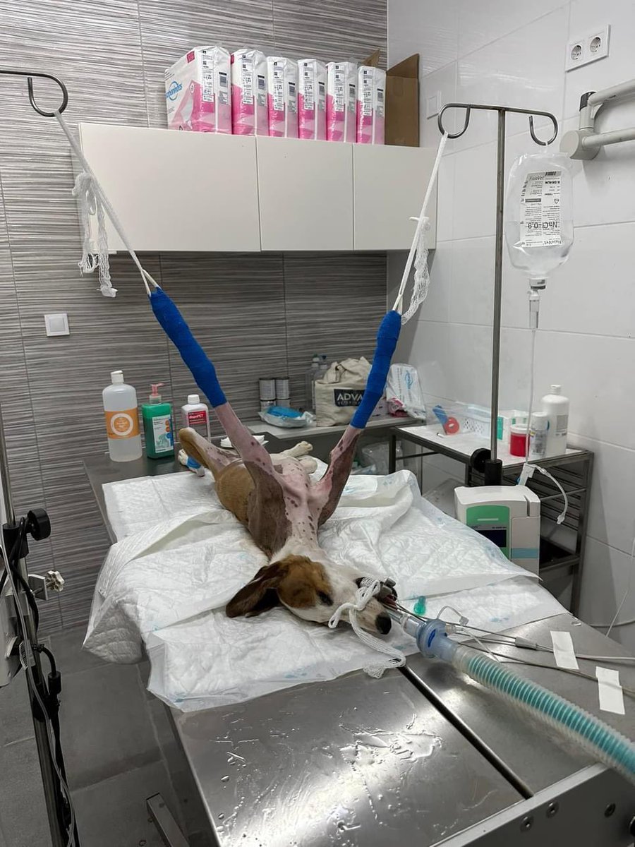 Vida’s legs are about to be operated on. Send her all your best wishes ❤️