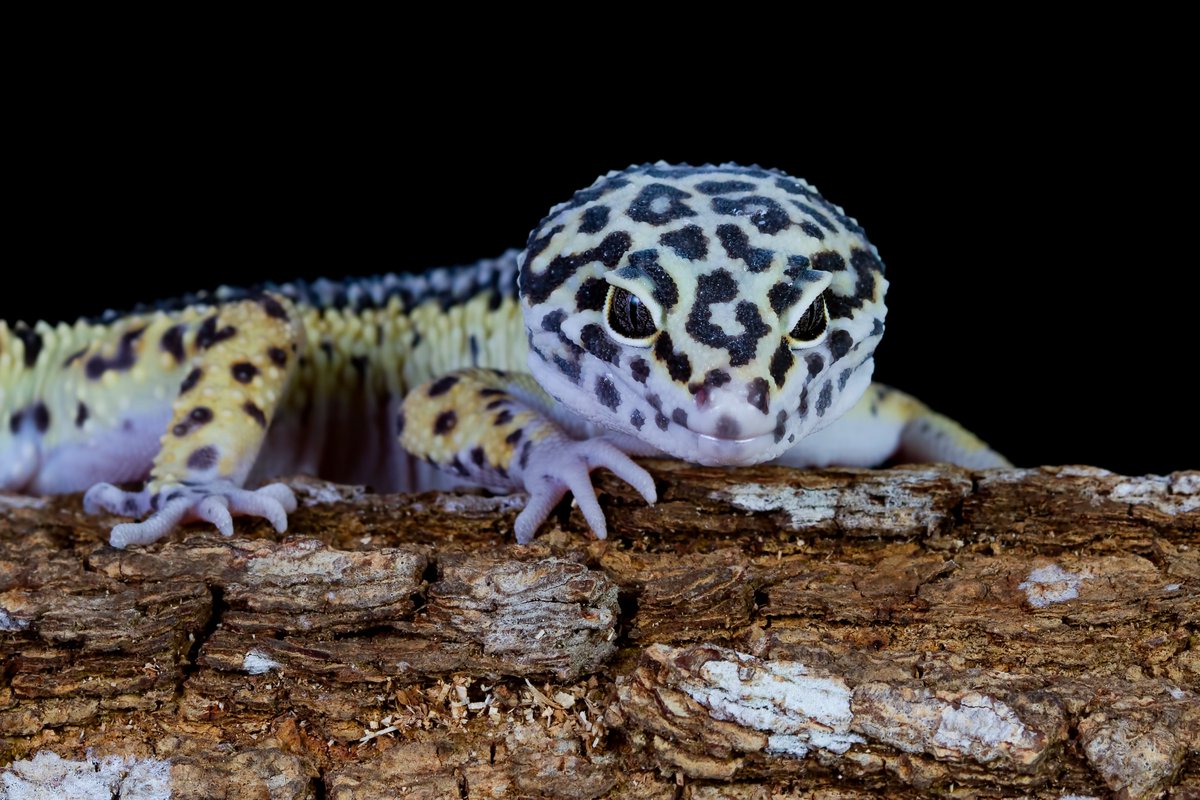 This <a href="/Vet_Record/">Vet Record</a> feature article explores the ethical questions and welfare issues raised by reptile-keeping, looking at the opportunities &amp; limitations of legal frameworks around the private keeping of reptiles👉 bvajournals.onlinelibrary.wiley.com/doi/epdf/10.10…
📷Image by kuritafsheen77 on Freepik