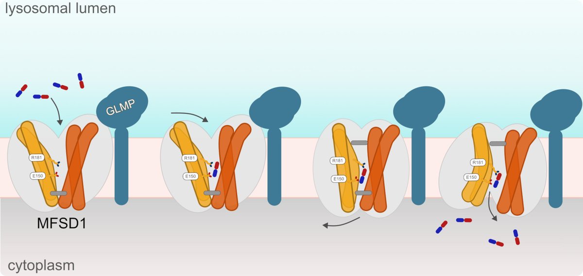 CSSB (@cssbhamburg) on Twitter photo The groups of <a href="/AllUNeedIsLoew/">Loew Group</a>, <a href="/DammeMarkus/">Markus Damme</a> (<a href="/kieluni/">Universität Kiel CAU 🎓</a>) and Bruno Gasnier (<a href="/CNRS/">CNRS 🌍</a> & <a href="/univ_paris_cite/">Université Paris Cité</a>) worked together to reveal the structure and function of an unknown lysosome transporter. Their findings were published today in <a href="/NatureCellBio/">Nature Cell Biology</a>
More info: t1p.de/c3aqq The groups of <a href="/AllUNeedIsLoew/">Loew Group</a>, <a href="/DammeMarkus/">Markus Damme</a> (<a href="/kieluni/">Universität Kiel CAU 🎓</a>) and Bruno Gasnier (<a href="/CNRS/">CNRS 🌍</a> & <a href="/univ_paris_cite/">Université Paris Cité</a>) worked together to reveal the structure and function of an unknown lysosome transporter. Their findings were published today in <a href="/NatureCellBio/">Nature Cell Biology</a>
More info: t1p.de/c3aqq
