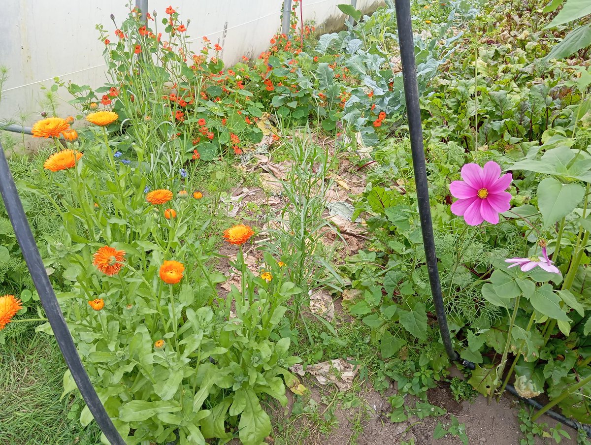 Des parents du dispositif OEPRE, "Ouvrir l'école aux parents pour la réussite des Enfants" visitent la ferme maraîchère du Bois du Château.
#OEPRE
#REP
#environnementdurable
#jardinecole