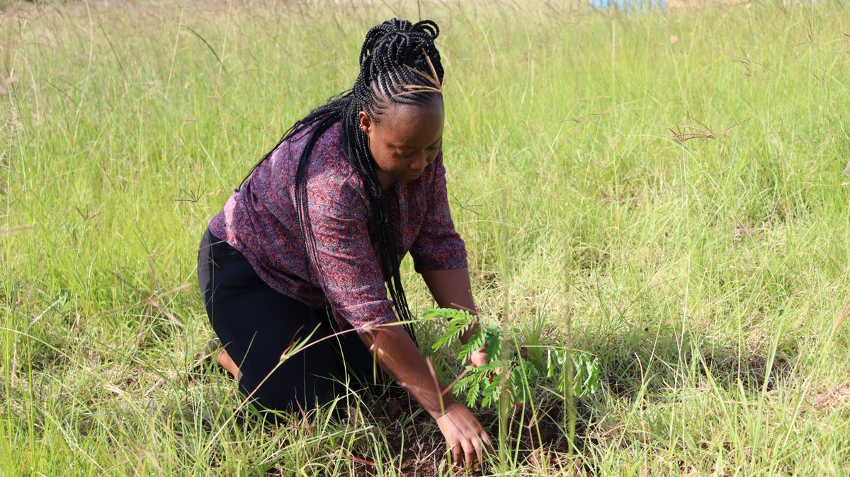 stl_ke's tweet photo. 🌳Through HWET Foundation, our dedicated Hospitality team members, Ms. Sylvia Chege and Ms. Cecilia Nyambura, along with our Head of Security Mr. Benson Rono, came together to plant a tree at our #ScienceAndTechnologyPark. #HWETFoundation
#Sustainability #ClimateAction https://t.co/k40hbl1pPE