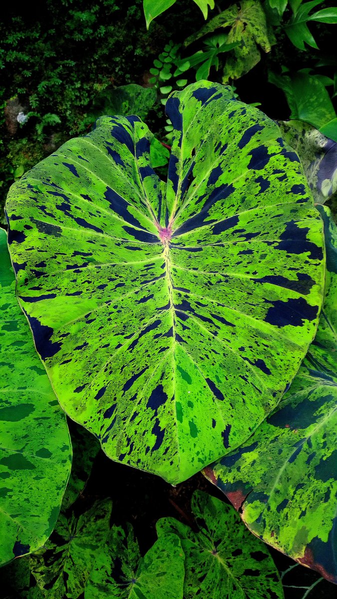 indonesianplant's tweet photo. Colocasia mojito 😍

#repost https://t.co/nfrcg2bz0K